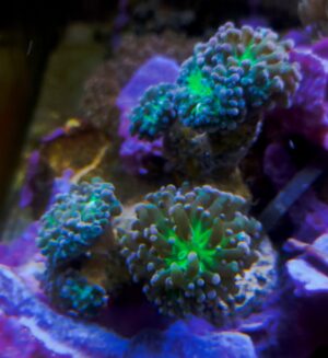 EUPHYLIA