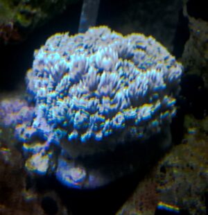 GONIOPORA