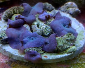 ACTINODISCUS BLU