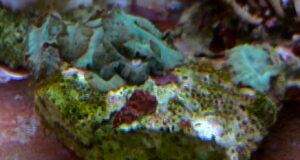 ACTINODISCUS VERDE
