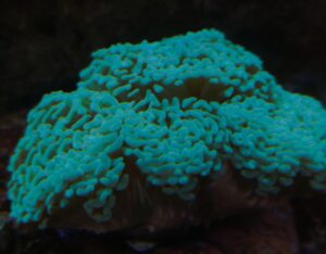 EUPHYLLIA