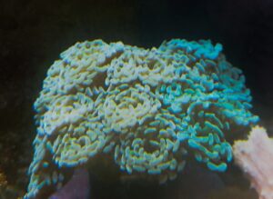 EUPHYLLIA
