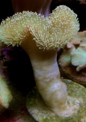 SARCOPHYTON