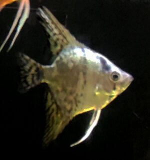 PTEROPHYLLUM SCALARE CALIFORNIA