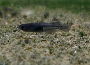 ORYZIAS BLACK