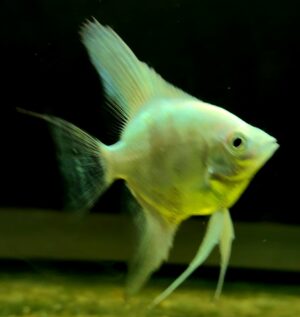 PTEROPHYLLUM SCALARE LILAC POINT