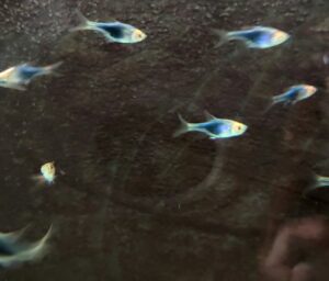 RASBORA HETEROMORPHA BLACK
