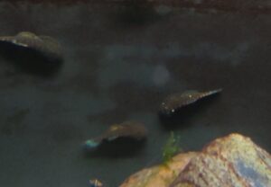 BEAUFORTIA LEVERTII BLU