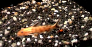 SYNODONTIS