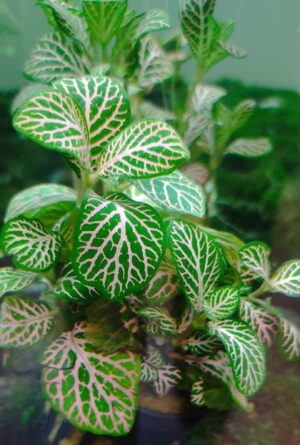 FITTONIA ROOD ROSA
