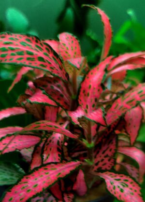 FITTONIA FOREST FLAME