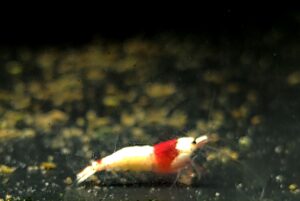 CARIDINA POMPKI