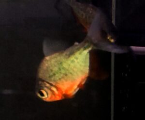 COLOSSOMA RED PACU PIRANHA