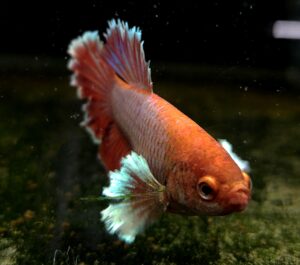 BETTA SPLENDENS HALFMOON DUMBO FEMMINA