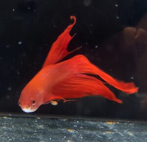 BETTA SPLENDENS MASCHIO