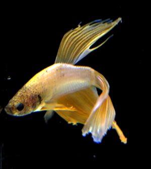 BETTA SPLENDENS MASCHIO