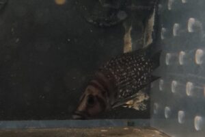 HAPLOCHROMIS VENUSTUS