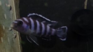 PSEUDOTROPHEUS DEMASONI