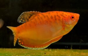 TRICHOGASTER TRICHOPTERUS RED