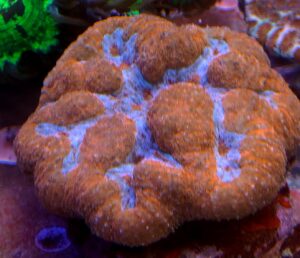 LOBOPHYLIA