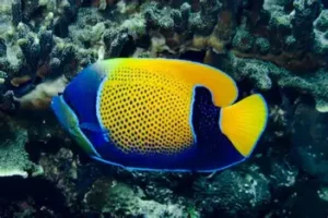 EUXIPHIPOPS NAVARCHUS