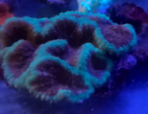 SYNPHYLIA