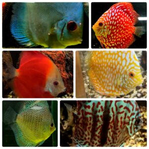 DISCUS ASSORTITI