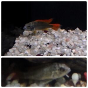 APISTOGRAMMA AGASSIZI
